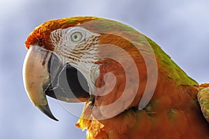 Close up profile portrait of scarlet macaw red parrot.Animal head only