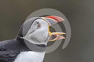 Close-up Profile of Puffin with Open Beak