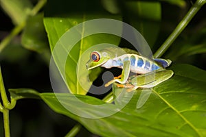 Close Up Profile Red Eyed Tree Frog on Leaf in Nighttime Jungle