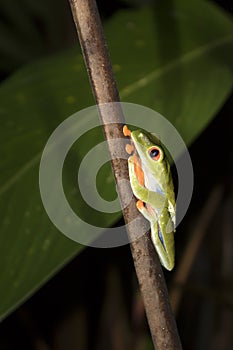 Close Up Profile Red Eyed Tree Frog in Nighttime Jungle