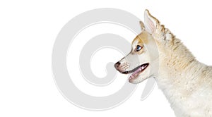 Close-up on profile Red Three months old Puppy Husky head mouth open looking away, isolated on white