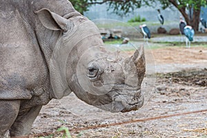 Close up profile of Rhino head