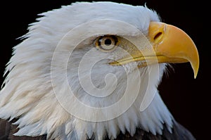 Close-up profile shot of bald eagle emphasizes its yellow hooked beak