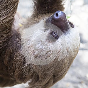 Close Up Profile Two Toed Sloth Bright Eyes