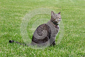 Close-up profile view of a gray tabby cat sitting out on a back yard lawn