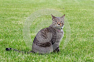 Close-up profile view of a gray tabby cat sitting out on a back yard lawn