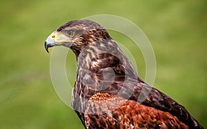 Close up profile view of mature Harris`s Hawk