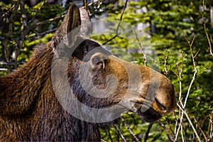 A close up profile view of a moose in the wild.