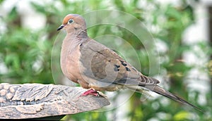 Close up Profile View of Mourning Dove