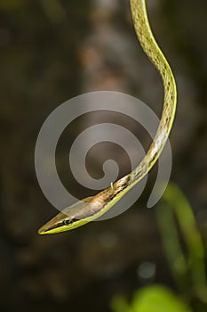 Close Up Profile Vine Snake in Jungle