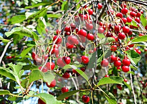 A close-up of a prolific cherry tree with many overripe, spoiled and heat damaged cherries