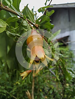 Close-up promegranate flower polinated by a bee