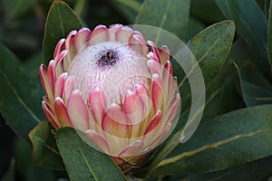 Close up of protea flower, flowering pink sugarbush plant photo