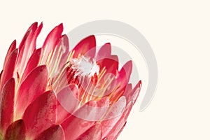 Close-up of a protea flower isolated on white background