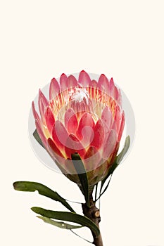 Close-up of a protea flower isolated on white background