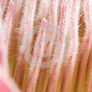 Close-up protea square photo