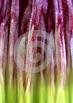 Close up of a protea stamens