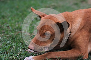 Close-up of protrait of a dog on land.