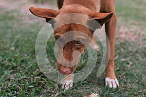 Close-up of protrait of a dog on land.