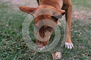 Close-up of protrait of a dog on land.