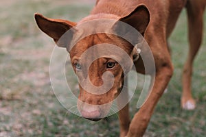 Close-up of protrait of a dog on land.