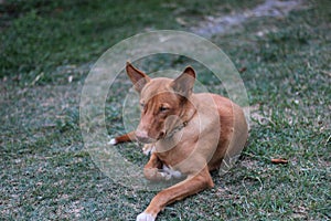 Close-up of protrait of a dog on land.