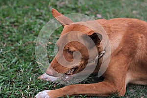 Close-up of protrait of a dog on land.