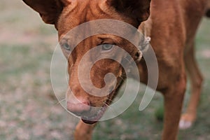 Close-up of protrait of a dog on land.