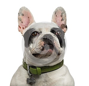 Close-up of a proud French Bulldog looking up