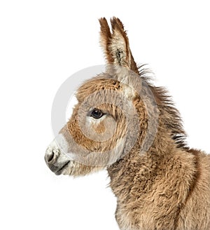 Close-up of Provence donkey foal isolated on white