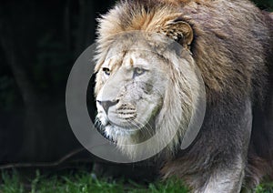 Close up of prowling male African lion panthera leo