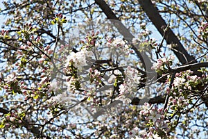 Close up of prune tree with it`s pink flowers