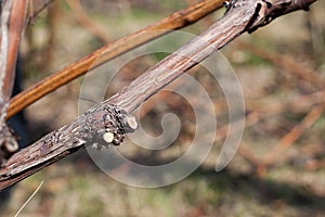 Close up of a pruned grape. photo