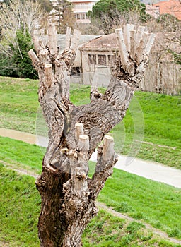 Close up of Pruned Tree