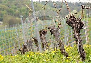 Close up of the pruned vine of grape vineyard