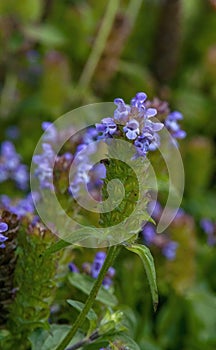Close-up of prunella vulgaris or common seal-heal flower stem in garden