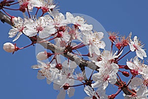 Close-up of \'Prunus cerasifera Pissardii\' plum blossoms