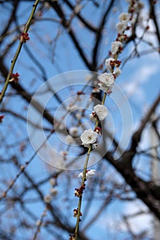 Close-up of Prunus mume aka Chinese plum, Japanese plum, Japanese apricot, or plum blossom.