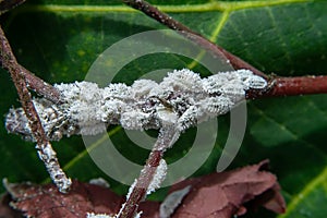 Close up of Pseudococcidae