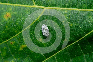 Close up of Pseudococcidae