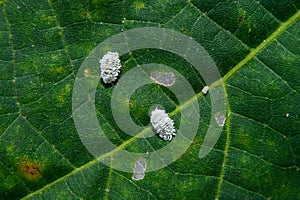 Close up of Pseudococcidae