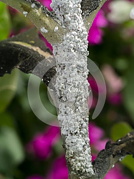 Close up of Pseudococcidae on branch