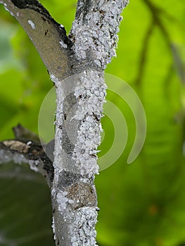 Close up of Pseudococcidae on branch