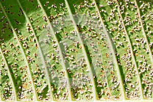 Close up of Pseudococcidae on green leaf