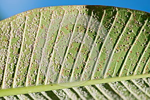 Close up of Pseudococcidae on green leaf.