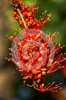 Close up Pterocarpus indicus red flower