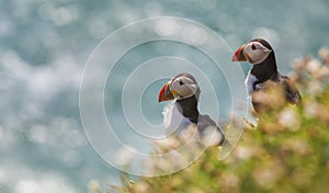 Close-up of a puffin, Atlantic Puffin