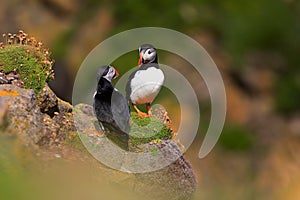 Close-up of a puffin, Atlantic Puffin, Fratercula artica