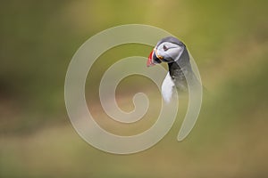 Close-up of a puffin, Atlantic Puffin, Fratercula artica