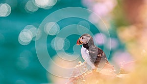 Close-up of a puffin, Atlantic Puffin, Fratercula artica